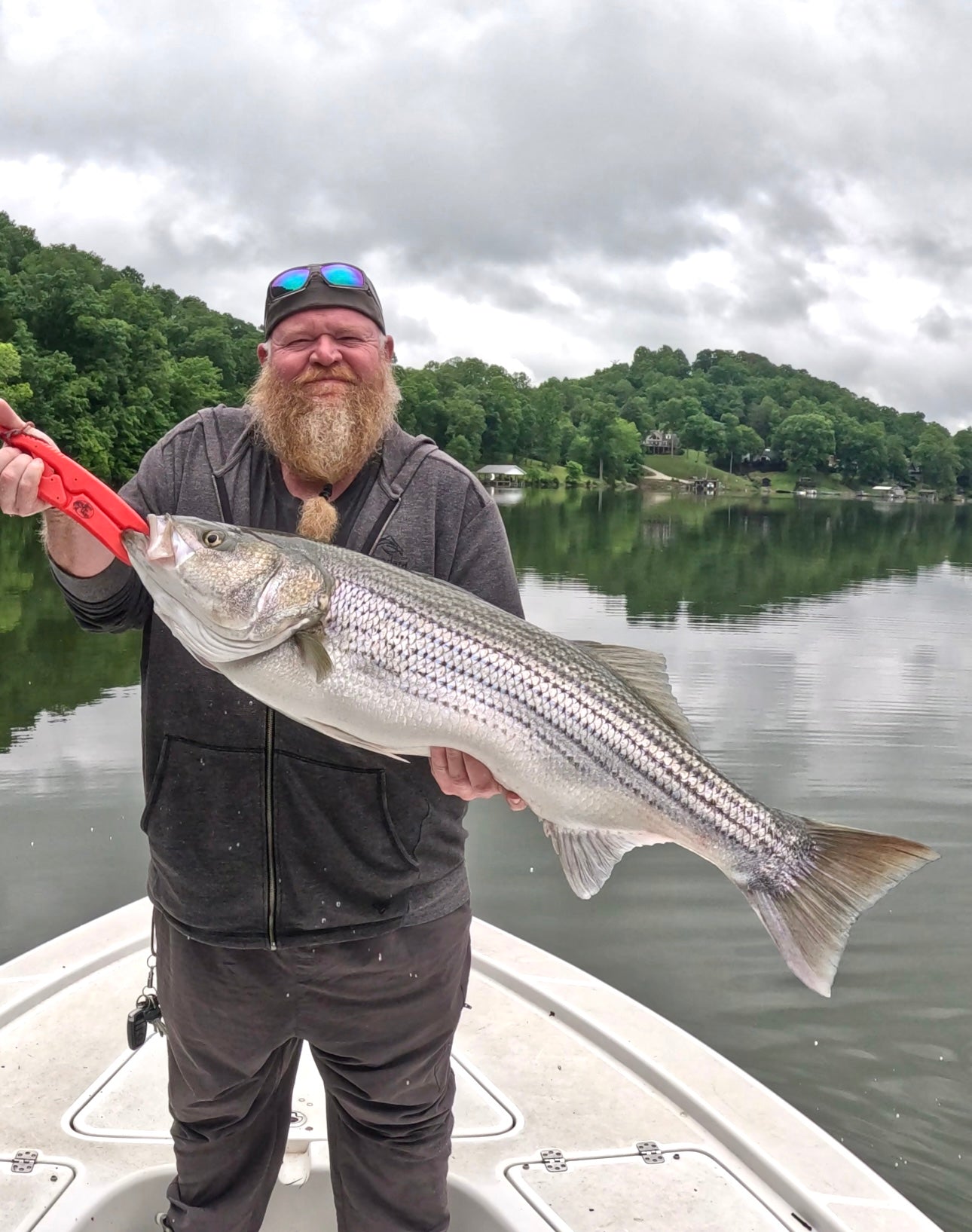 Boone Lake Striper Fishing Trip – Guided with StripeX Rods